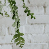 FishBone Cactus, with 5.5 inches white decor pot